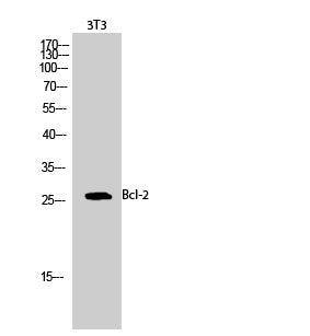 Anti-BCL2 antibody (46-95 aa) (STJ91835) – Figure 1 of 1