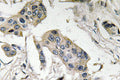 Anti-FUT4 antibody (22-71 aa) (STJ92091) – Figure 1 of 1