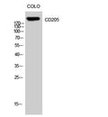 Anti-LY75 antibody (Internal) (STJ92103) – Figure 1 of 1