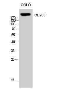 Anti-LY75 antibody (Internal) (STJ92103) – Figure 1 of 1
