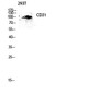 Anti-PECAM1 antibody (686-735 aa) (STJ92117) – Figure 1 of 1