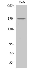 Anti-CLIP1 antibody (1291-1340 aa) (STJ92333) – Figure 1 of 1
