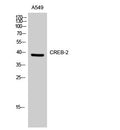 Anti-ATF4 antibody (160-240 aa) (STJ92467) – Figure 1 of 1