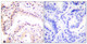 Anti-CUL2 antibody (696-745 aa) (STJ92523) – Figure 1 of 1