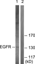Anti-EGFR antibody (661-710 aa) (STJ92850) – Figure 1 of 1
