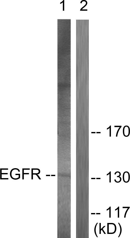 Anti-EGFR antibody (661-710 aa) (STJ92850) – Figure 1 of 1
