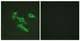 Anti-EGFR antibody (986-1035 aa) (STJ92862) – Figure 1 of 1