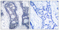 Anti-EIF4E antibody (168-217 aa) (STJ92881) – Figure 1 of 1