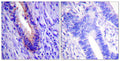 Anti-EIF4G1 antibody (1074-1123 aa) (STJ92883) – Figure 1 of 1