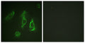 Anti-EPOR antibody (341-390 aa) (STJ92962) – Figure 1 of 1