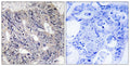 Anti-EPS8L1 antibody (411-460 aa) (STJ92963) – Figure 1 of 1