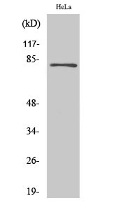 Anti-EPS8L2 antibody (1-50 aa) (STJ92964) – Figure 1 of 1