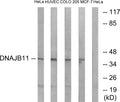 Anti-DNAJB11 antibody (31-80 aa) (STJ92981) – Figure 1 of 1