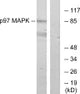Anti-MAPK6 antibody (461-510 aa) (STJ92993) – Figure 1 of 1