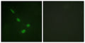 Anti-MAPK15 antibody (141-190 aa) (STJ92995) – Figure 1 of 1