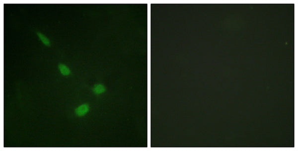Anti-MAPK15 antibody (141-190 aa) (STJ92995) – Figure 1 of 1