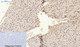 Anti-ESR2 antibody (71-120 aa) (STJ93002) – Figure 1 of 1
