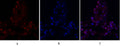 Anti-PTK2 antibody (809-858 aa) (STJ93024) – Figure 1 of 1