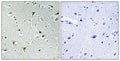 Anti-FAM111B antibody (281-330 aa) (STJ93034) – Figure 1 of 1