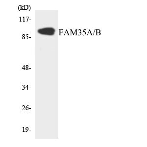 Anti-FAM35A/B antibody (394-443 aa) (STJ93035) – Figure 1 of 1