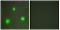 Anti-FOXH1 antibody (10-59 aa) (STJ93044) – Figure 1 of 1