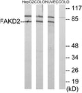 Anti-FASTKD2 antibody (171-220 aa) (STJ93046) – Figure 1 of 1