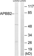 Anti-APBB2 antibody (471-520 aa) (STJ93053) – Figure 1 of 1
