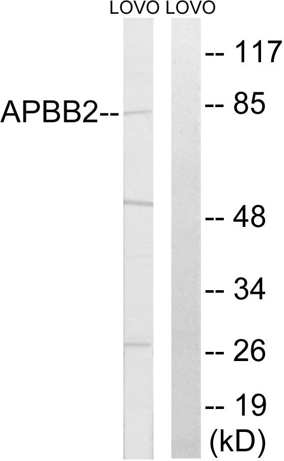 Anti-APBB2 antibody (471-520 aa) (STJ93053) – Figure 1 of 1