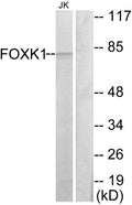 Anti-FOXK1 antibody (681-730 aa) (STJ93118) – Figure 1 of 1