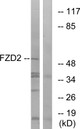 Anti-FZD2 antibody (201-250 aa) (STJ93141) – Figure 1 of 1