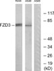 Anti-FZD3 antibody (141-190 aa) (STJ93142) – Figure 1 of 1