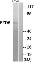 Anti-FZD5 antibody (461-510 aa) (STJ93146) – Figure 1 of 1