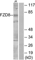 Anti-Frizzled-5/8 antibody (31-80 aa) (STJ93148) – Figure 1 of 1