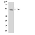 Anti-FZD6 antibody (116-165 aa) (STJ93150) – Figure 1 of 1