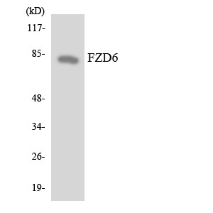 Anti-FZD6 antibody (116-165 aa) (STJ93150) – Figure 1 of 1