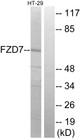 Anti-FZD7 antibody (45-94 aa) (STJ93151) – Figure 1 of 1
