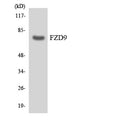 Anti-FZD9 antibody (542-591 aa) (STJ93154) – Figure 1 of 1