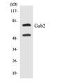 Anti-GAB2 antibody (589-638 aa) (STJ93180) – Figure 1 of 1