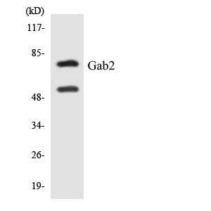Anti-GAB2 antibody (589-638 aa) (STJ93180) – Figure 1 of 1