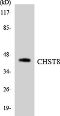Anti-CHST8 antibody (341-390 aa) (STJ93208) – Figure 1 of 1