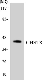 Anti-CHST8 antibody (341-390 aa) (STJ93208) – Figure 1 of 1
