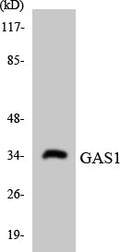 Anti-GAS1 antibody (241-290 aa) (STJ93215) – Figure 1 of 1