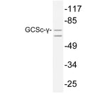 Anti-GCLC antibody (266-315 aa) (STJ93248) – Figure 1 of 1