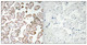Anti-GCLM antibody (42-91 aa) (STJ93249) – Figure 1 of 1