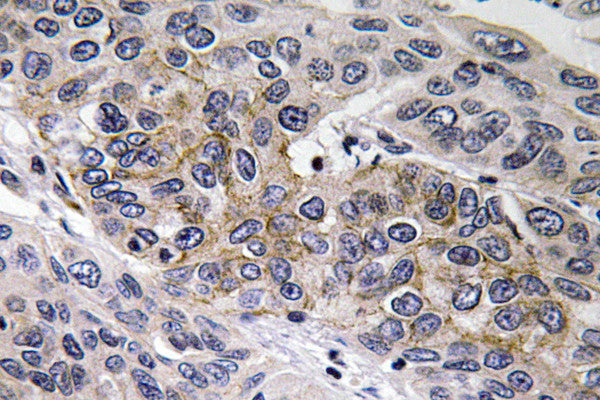 Anti-GUCY1B2 antibody (53-102 aa) (STJ93252) – Figure 1 of 1