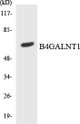 Anti-B4GALNT1 antibody (281-330 aa) (STJ93301) – Figure 1 of 1