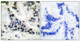 Anti-HDAC1 antibody (433-482 aa) (STJ93510) – Figure 1 of 1