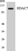 Anti-HDAC7 antibody (901-950 aa) (STJ93513) – Figure 1 of 1