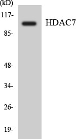 Anti-HDAC7 antibody (901-950 aa) (STJ93513) – Figure 1 of 1