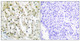 Anti-HNRNPA1 antibody (51-100 aa) (STJ93557) – Figure 1 of 1